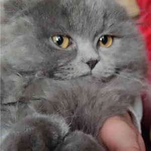 Meet your Posher, Abrar